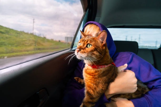 Stress-Free Traveling with a Cat: Tips and Breed Recommendations
