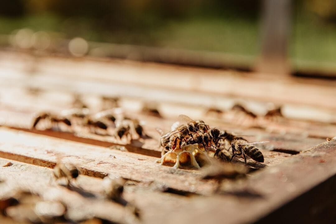 6 Ways Pests Affect Your Property's Health and How to Prevent Them