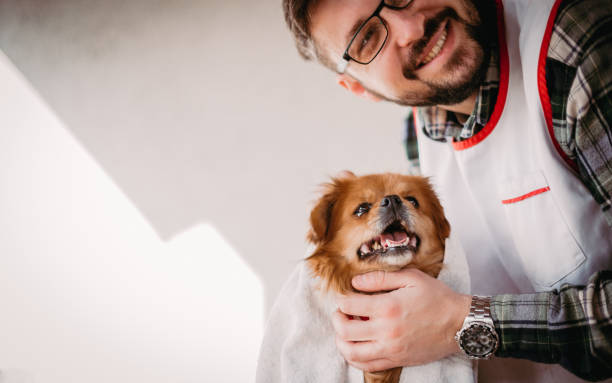 Ensuring Your Pets Smile: The Importance of Pet Dentistry