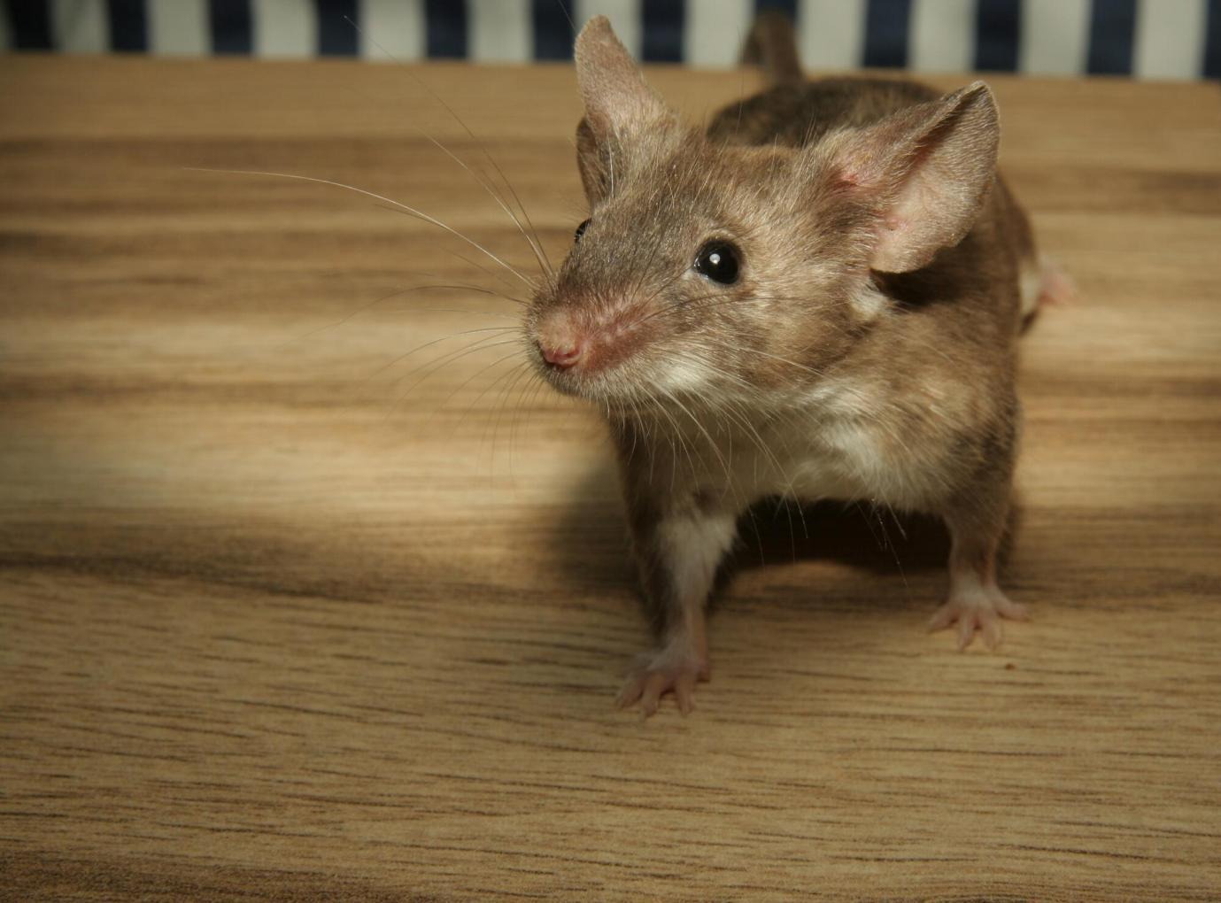 Expert Pest Extermination Services for Property Protection