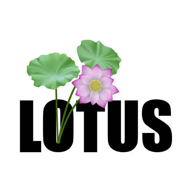 Explore Lotus365 for Smooth, Fast and Simple Online Use