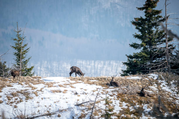 Exploring the Hidden Gems of Flinders Island: Your Ultimate Travel Guide