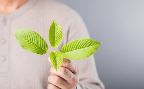 From Leaf to Receptor: What Actually Happens in Your Body When You Take Kratom