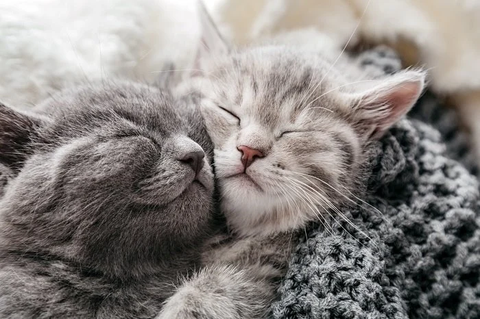 40+ Gift Ideas for Cat Lovers to Cherish Their Passion