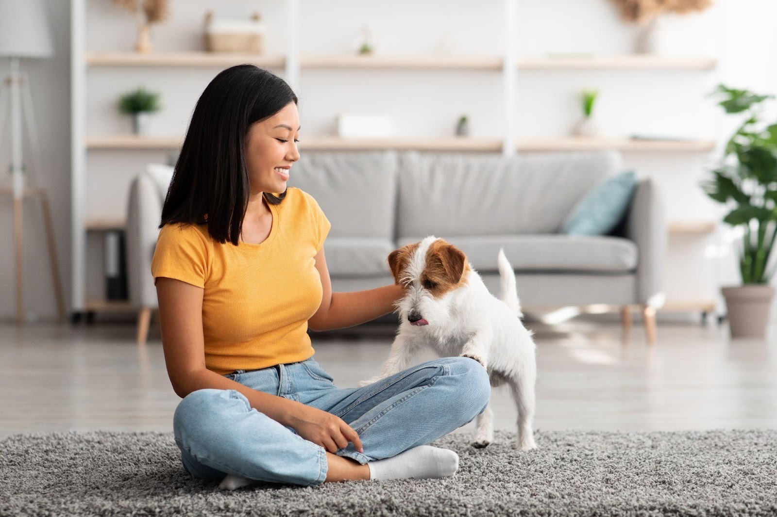 How Much Is a Small Dog?