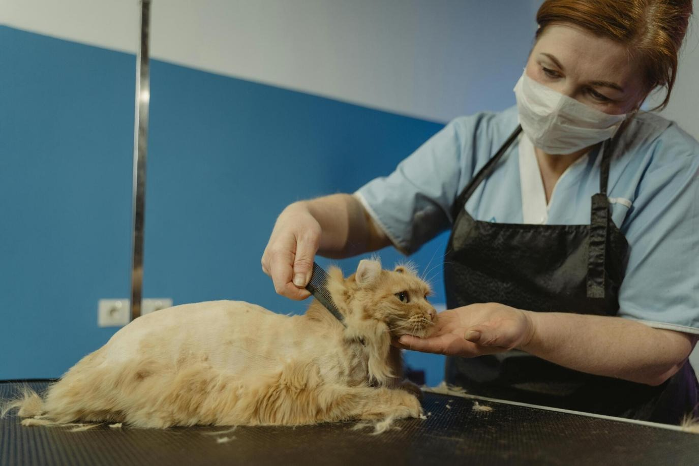 How to Keep Your Dog or Cat Healthy with Routine Veterinary Care
