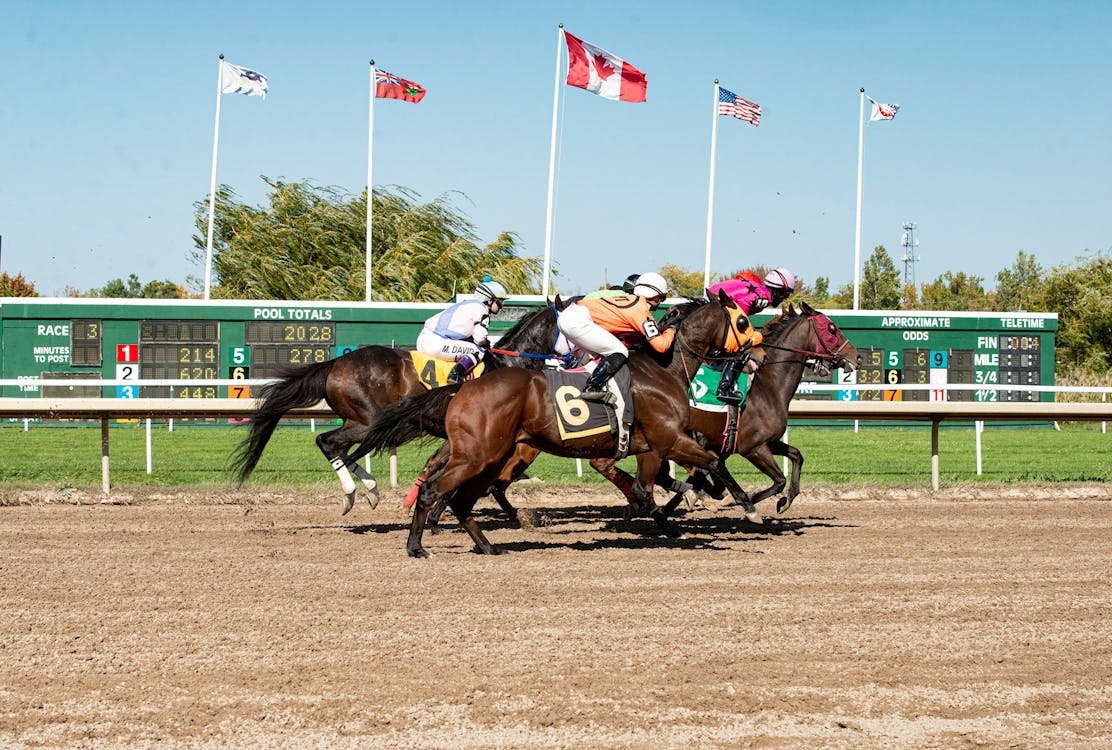 How to Understand Horse Racing Form and Performance Basics