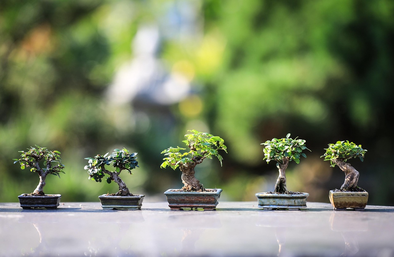 Indoor Plants That Will Instantly Elevate Your Space