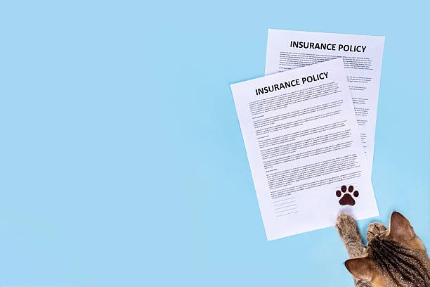 Insurance for Pet Sitters: What Your Policy Should Include