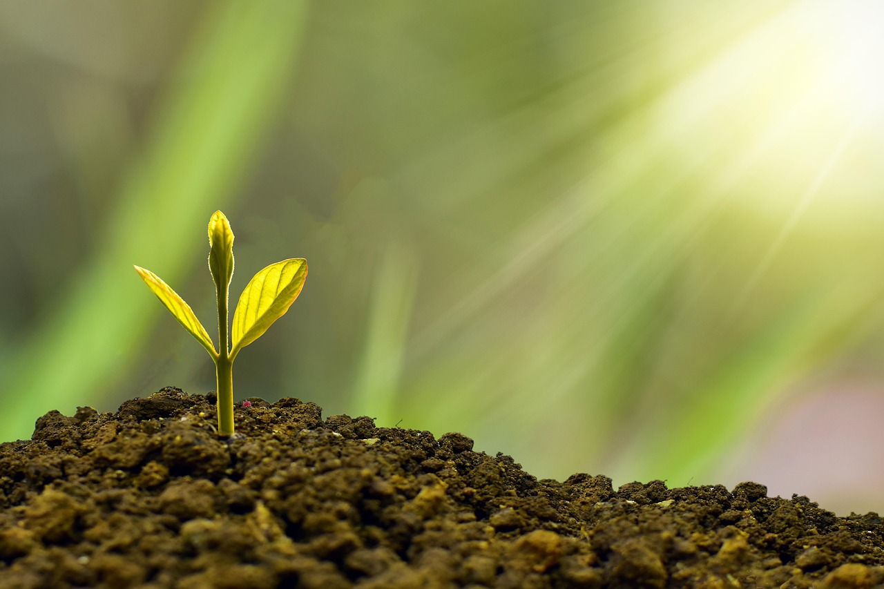 Optimizing Plant Growth: The Benefits of Liquid Fertilizers vs. Powdered Nutrients