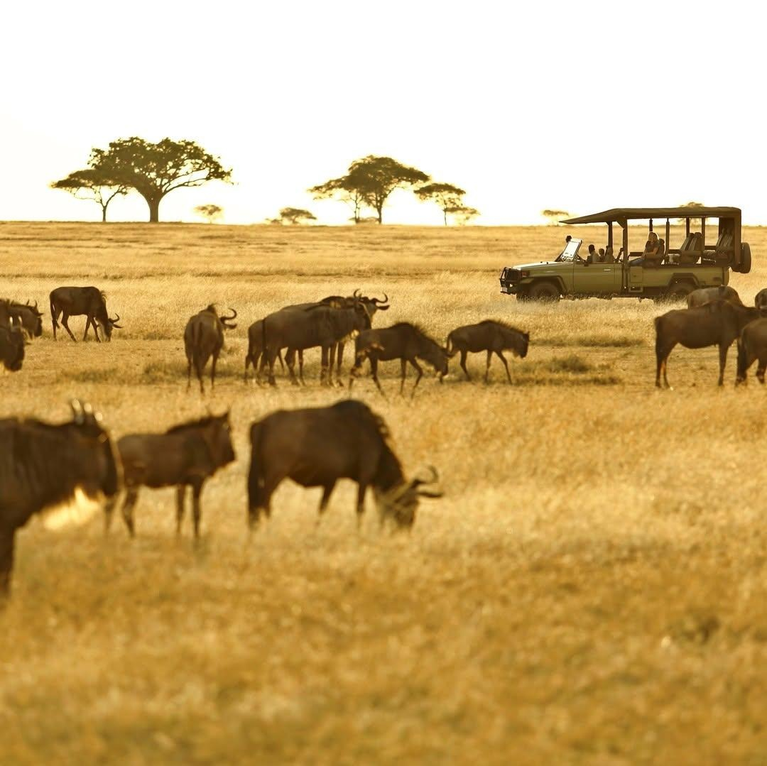 Planning the Perfect Tanzania Safari: A Luxury Guide for First-Time Travelers