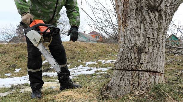 Professional vs. DIY Tree Removal: Why Professional One Is Safer