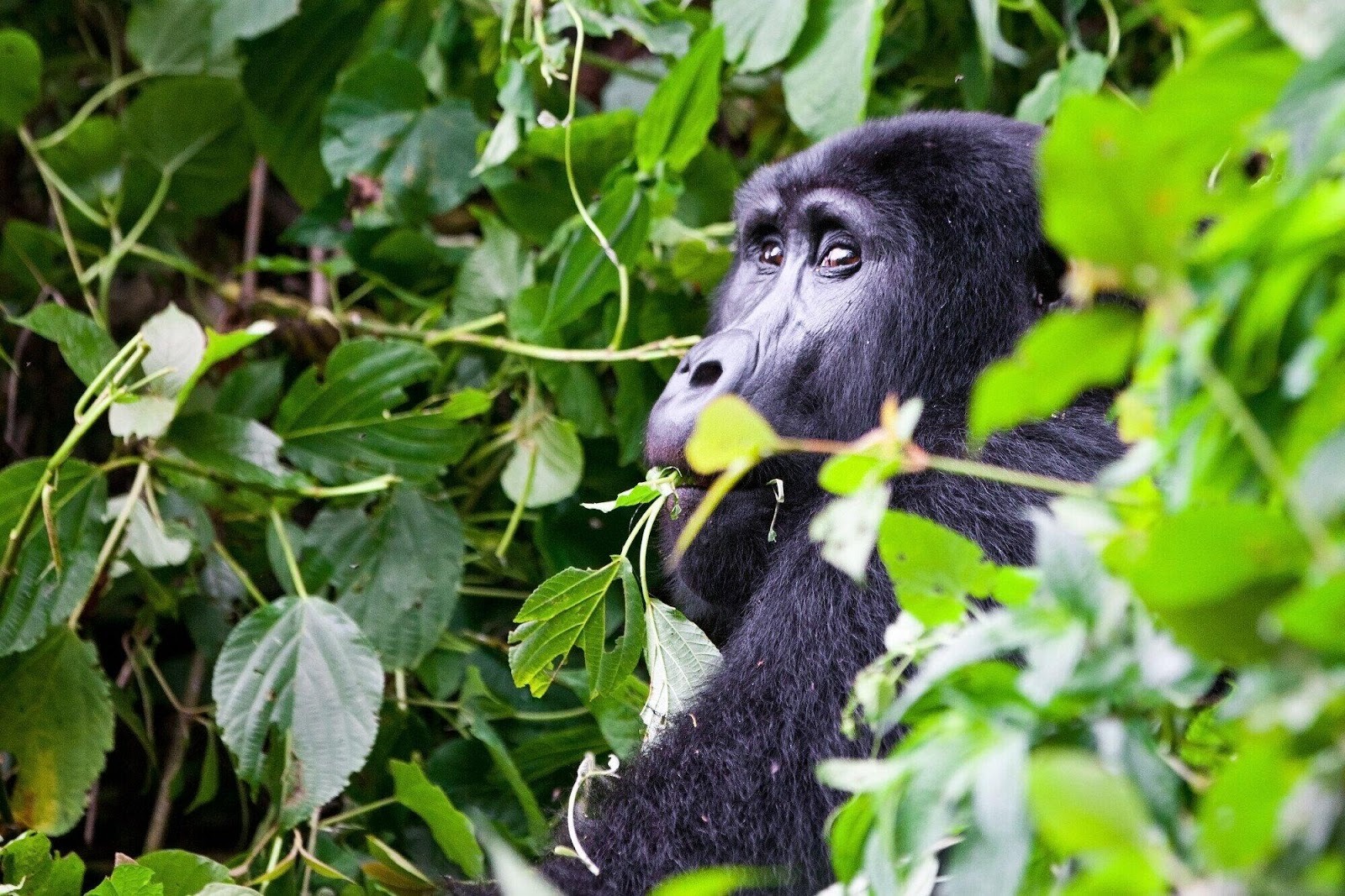 Uncovering the Joy of Nature: Gorilla Tours as a Personal Growth Journey