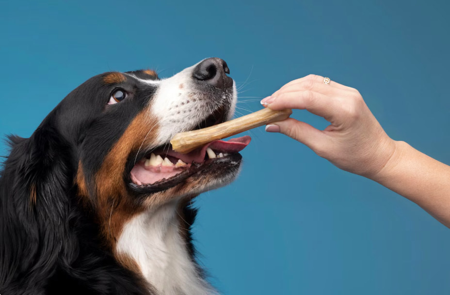 what are the best dog treats