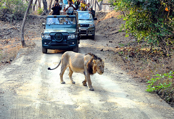 Why Gir National Park Should Be Your Next Destination